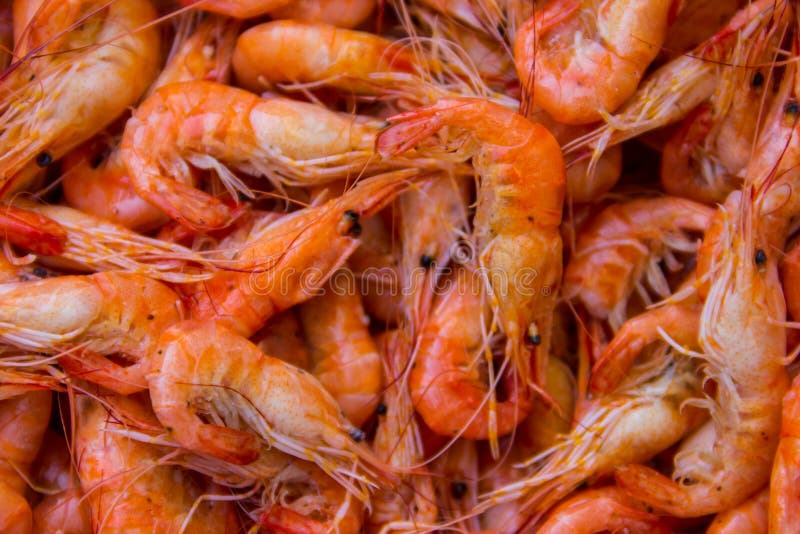 Close-up of boiled shrimps for background stock photography