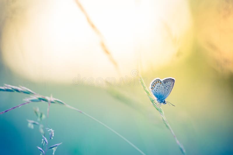 Tranquil nature background. Close-up of sunset nature meadow and butterfly. Abstract colors. Tranquil nature background. Close-up of sunset nature meadow and butterfly. Abstract colors