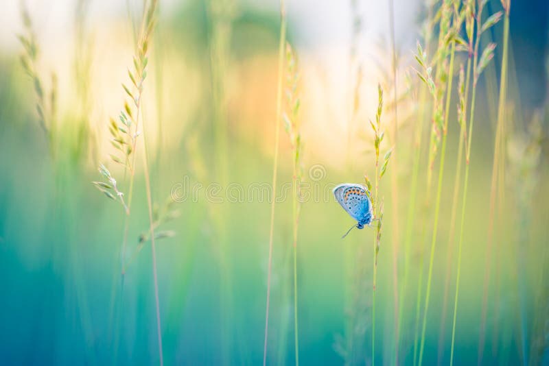 Tranquil nature background. Close-up of sunset nature meadow and butterfly. Abstract colors. Tranquil nature background. Close-up of sunset nature meadow and butterfly. Abstract colors