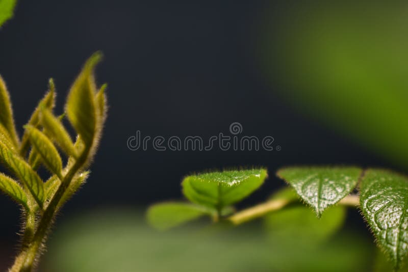 Close up bonito das folhas imagem de stock Close up bonito das folhas imagem de stock