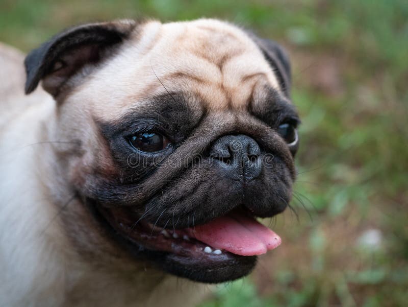 Close-up bonito disparado do focinho do cão do pug fotografia de stock royalty free Close-up bonito disparado do focinho do cão do pug fotografia de stock royalty free