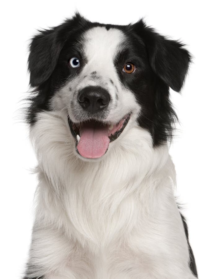 Close-up of Border Collie, 14 months old royalty free stock photography