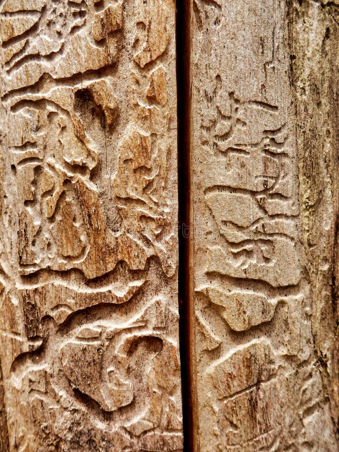 Insect bore holes in a tree trunk royalty free stock photos