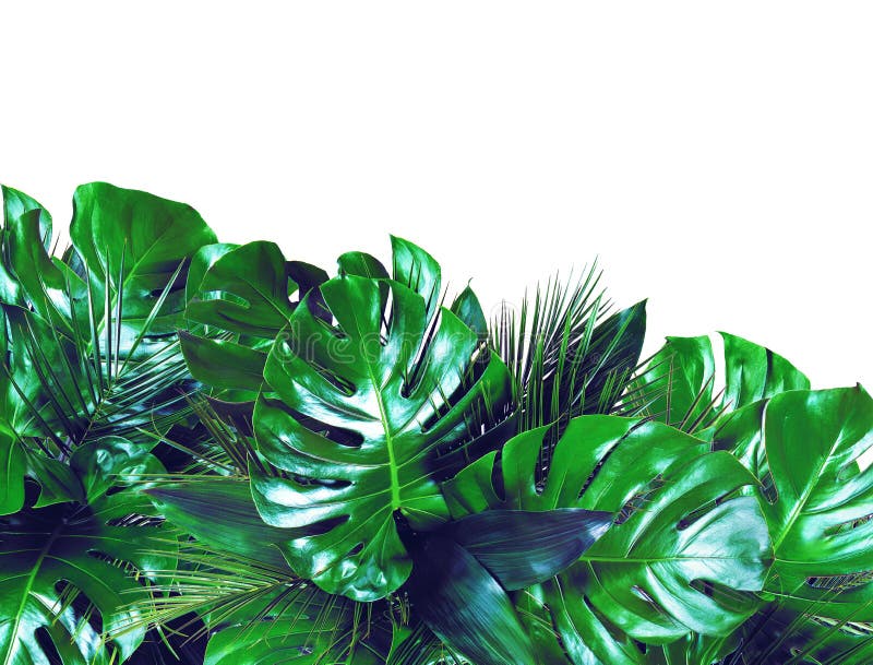 Close up of bouquets of various dark green fresh tropical leaves on white background royalty free stock photo