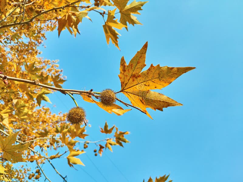 912 Sycamore Fruit Photos Free Royalty Free Stock Photos From Dreamstime