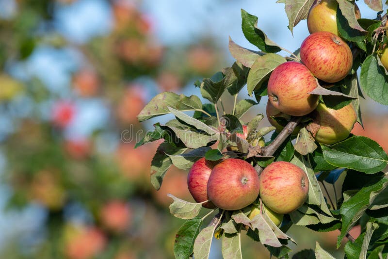 Cider apples stock image. Image of time, orchard, selective 158604979