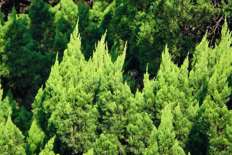 Cedrus deodara stock photos
