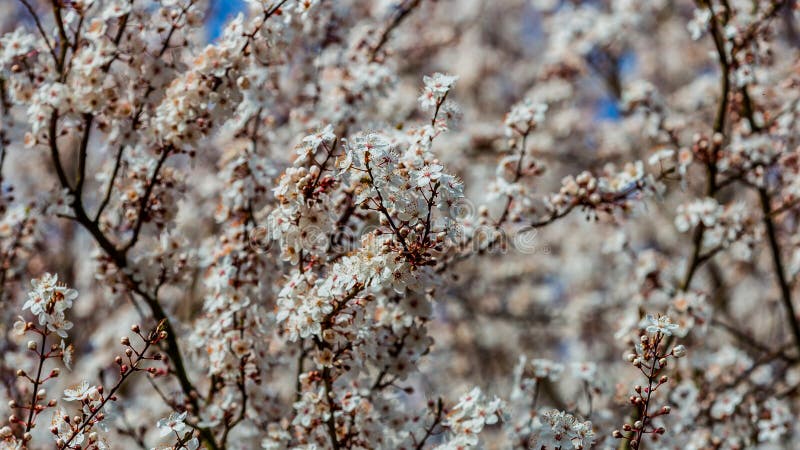 Close up the branches of a cherry tree in full bloom with its white flowers royalty free stock image Close up the branches of a cherry tree in full bloom with its white flowers royalty free stock image