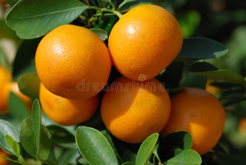 Close up of branches with ripe tangerines