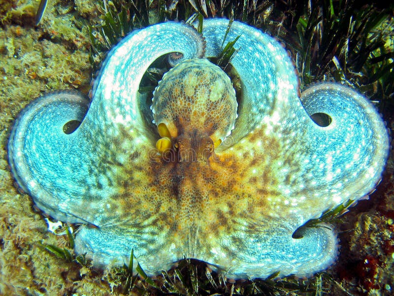 Scared octopus in Argeles sur Mer. Scared octopus in Argeles sur Mer