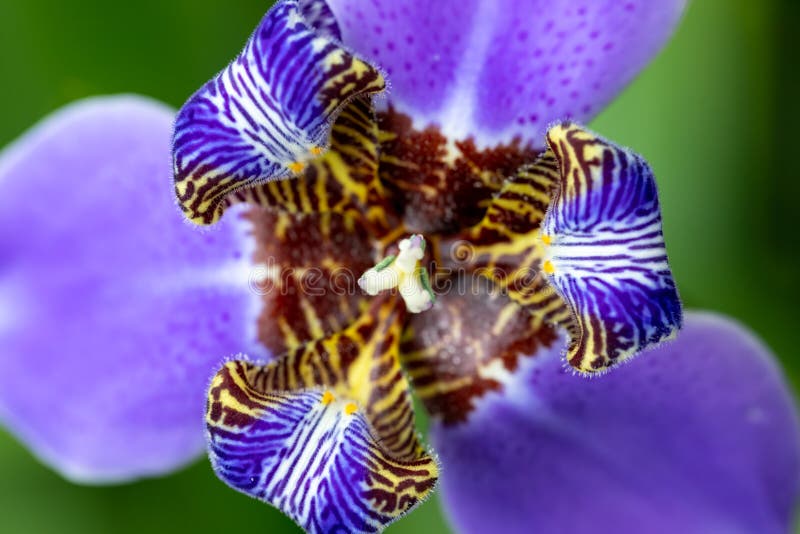 Close-up of bright and colorful neomarica gracilis, known as walking iris, flower in selective focus