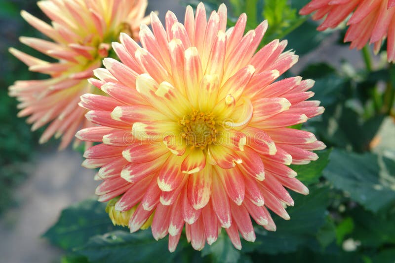 A close-up of dahlia flower of the &x27;Gudoshnik&x27; variety, top view. Orange cactus dahlia with a yellow centre