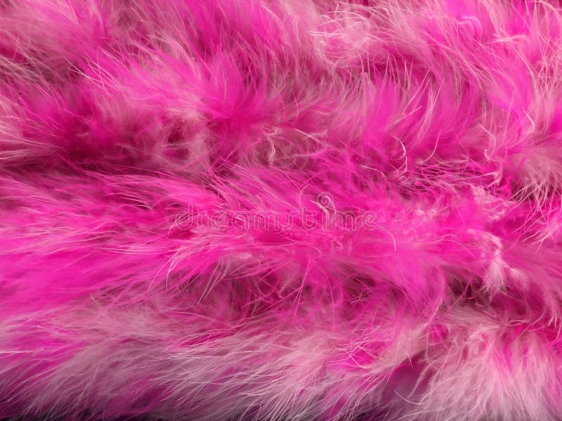 370 Bright Pink Feather Boa Stock Photos - Free & Royalty-Free