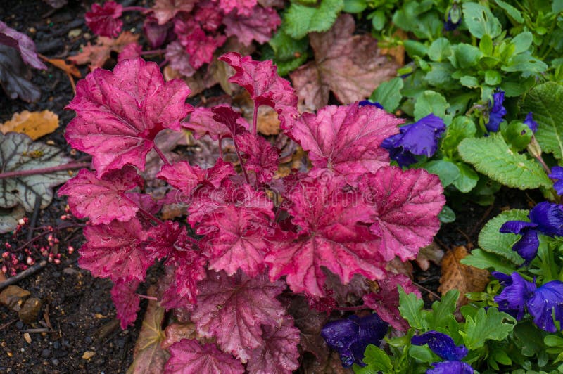 1,327 Begonia Purple Leaf Stock Photos - Free & Royalty-Free Stock Photos  from Dreamstime