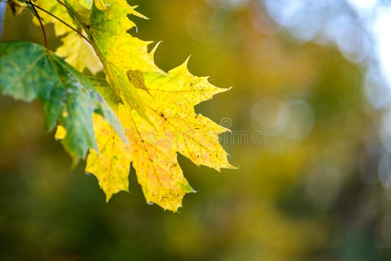 Close up of bright vibrant yellow leaves on a tree branches in autumn park. Detail of fall forest foliage stock photo Close up of bright vibrant yellow leaves on a tree branches in autumn park. Detail of fall forest foliage stock photo