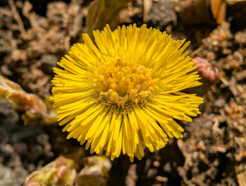 Close up of bright yellow coltsfoot flower in full bloom under sunlight immagine stock libera da diritti
