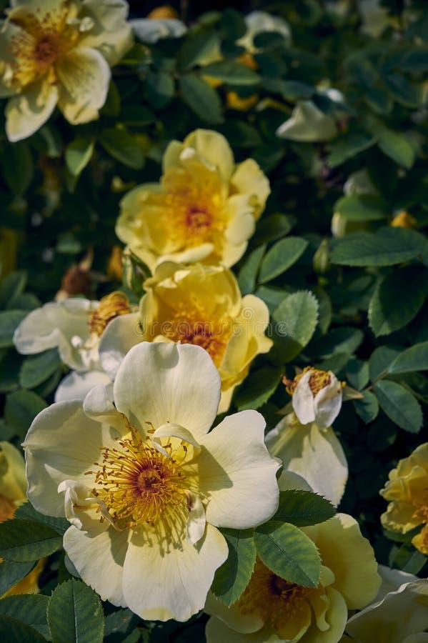 Close-up of Bright Yellow and Orange Dog Roses Rosa Corymbifera Stock ...