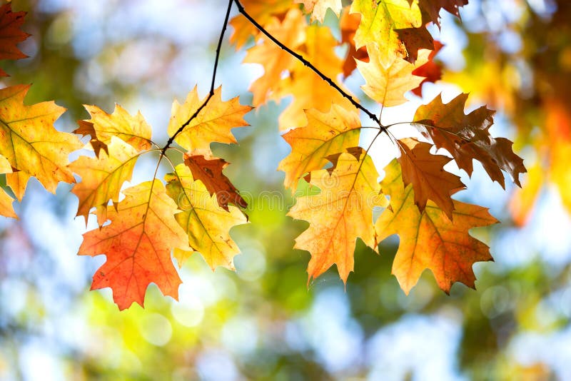 Close up of bright yellow and red maple leaves on fall tree branches with vibrant blurred background in autumn park