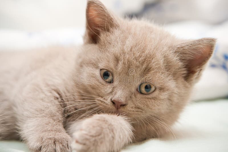 Close-up British Kitten