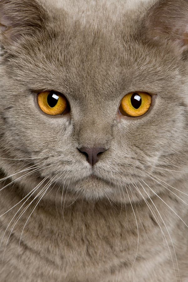 Close up of a british shorthair (10 months old) royalty free stock photos Close up of a british shorthair (10 months old) royalty free stock photos