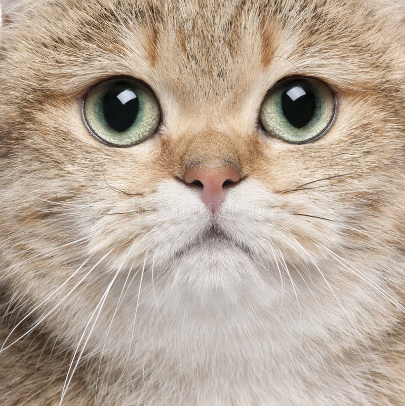 Close Up of a British Shorthair (10 Months Old) Stock Photo - Image of ...