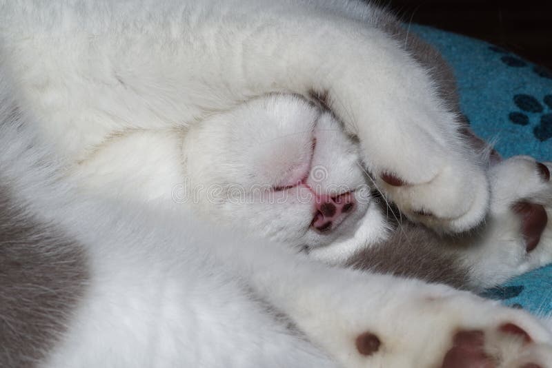 Close-up of british shorthair cat while sleeping. Close-up of a cats head while sleeping on the back and hide the eyes by the paws royalty free stock photo Close-up of british shorthair cat while sleeping. Close-up of a cats head while sleeping on the back and hide the eyes by the paws royalty free stock photo