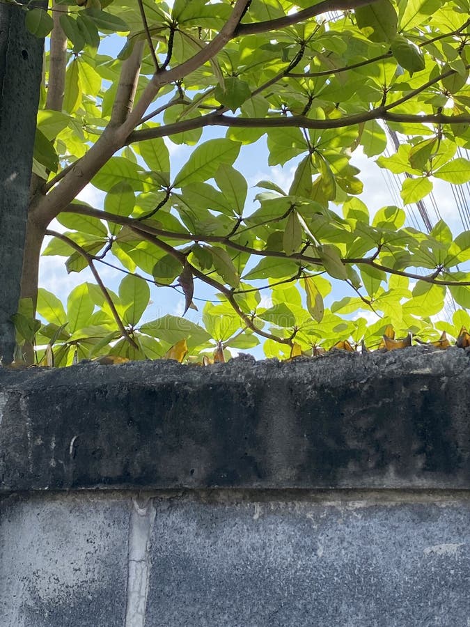 Close Up Broken Glass on the Top of the Wall Stock Photo Image of