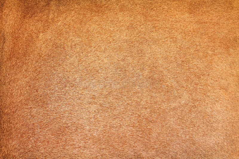 Brown cow fur texture abstract , animal skin patterns background stock photos