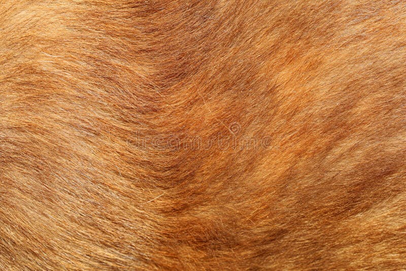 what color hides dog hair