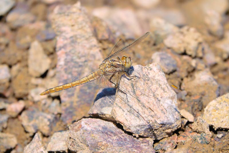 Dragonfly maro royalty free stock images