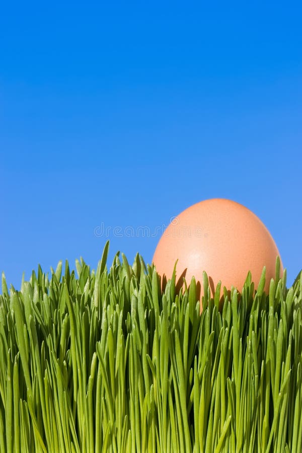 Close Up Of A Brown Egg In Green Grass