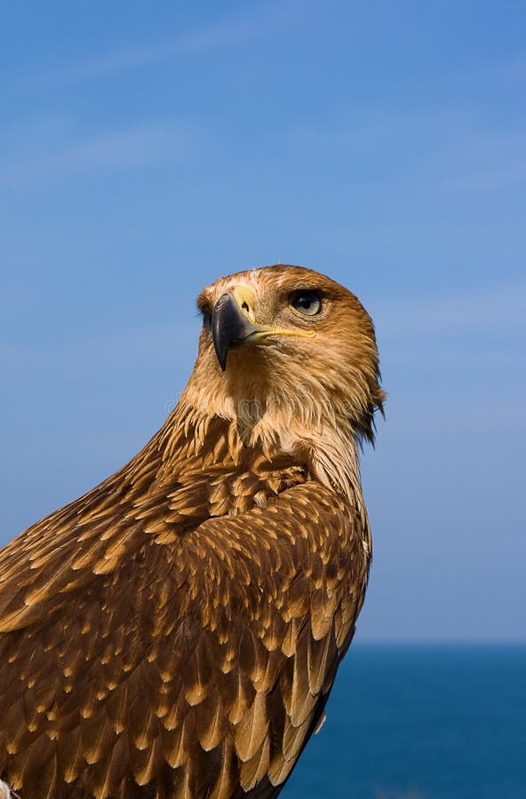 Close-up of a Brown Hawk