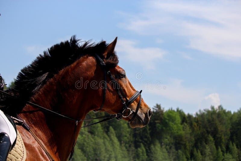 Close Up of Brown Horse with Bridle Stock Image Image of bridle
