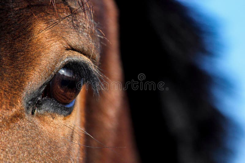 Close up of brown horse eye