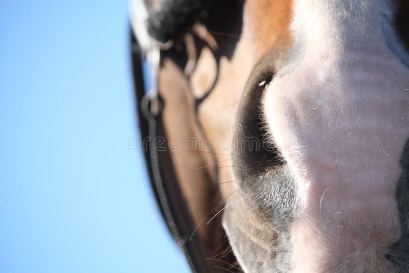 Horse Lip Up Stock Photos Free & RoyaltyFree Stock Photos from