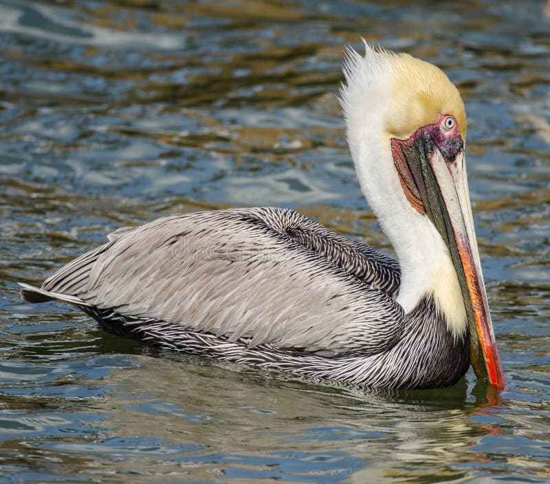 THE EYE OF A BROWN PELICAN SWIMMING