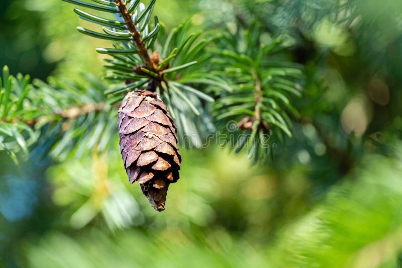 Close-up of brown ripe pine cone on branch of Picea omorika on green blurred background. Sunny day in autumn garden