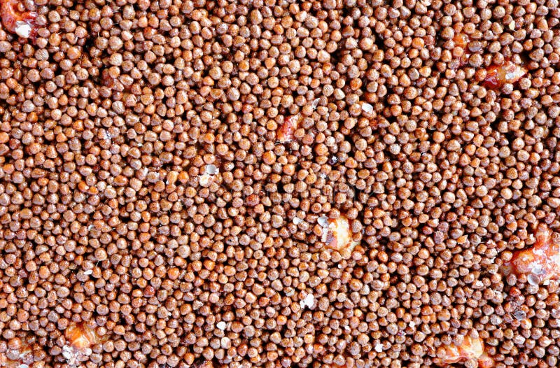 The Close Up of Brown Sesame Seed Honey Bar. Stock Image Image of