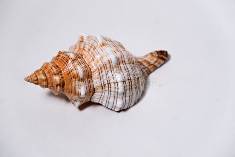 Close-up of a brown and white conch sea shell on white background surface. stock images