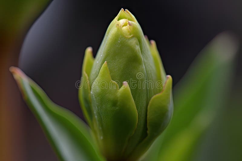 Close-up of Budding Flower Bud, with Visible Petals and Leaves Stock ...