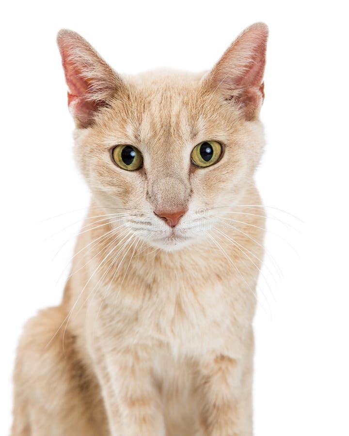 Close-up Buff Color Cat Over White Stock Image - Image of closeup