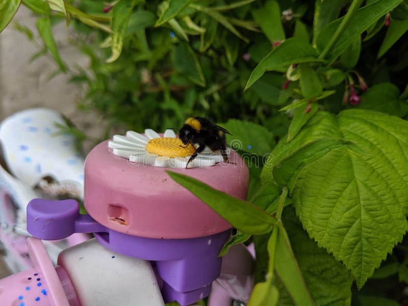 A close up of a bumblebee sitting on a take daisy flower bike bell