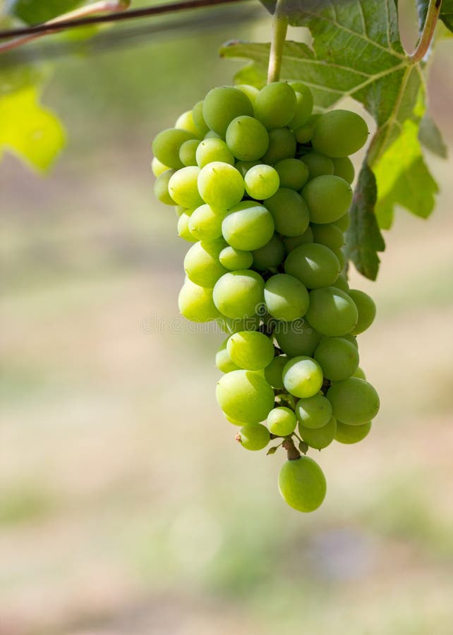 Close up Bunch of fresh green grapes. Green sunny leaves on the background.In the garden stock photography Close up Bunch of fresh green grapes. Green sunny leaves on the background.In the garden stock photography