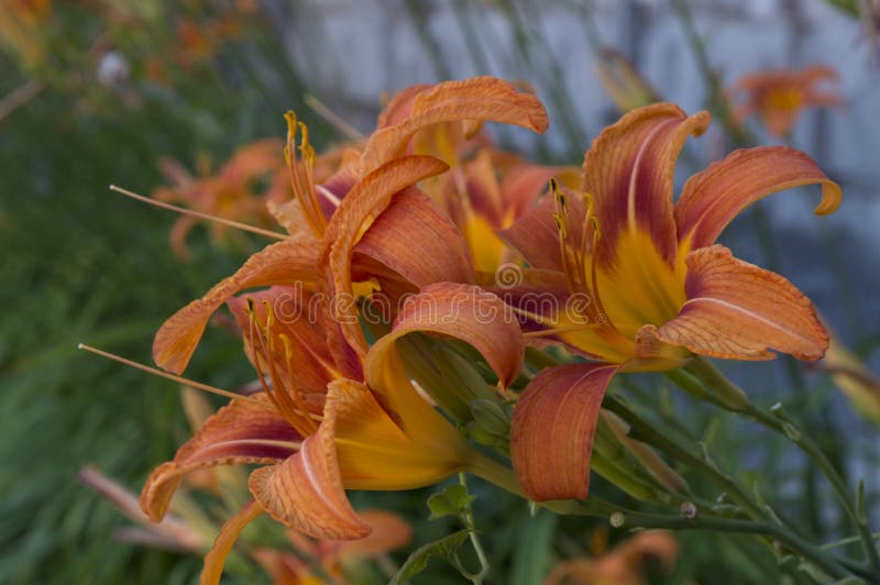 Closeup a Bunch of Orange Lily Flowers Side View Stock Photo Image