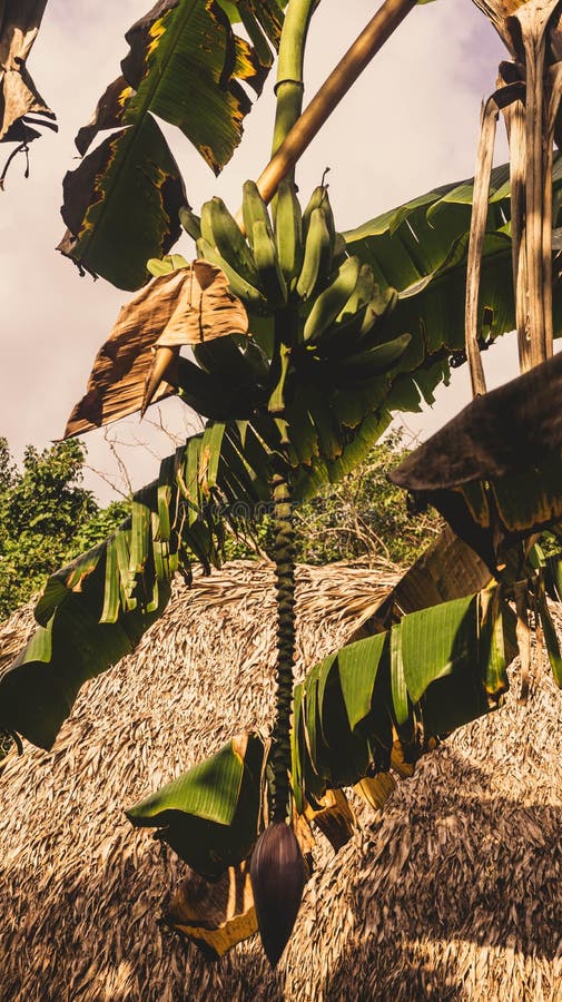 Closeup on a Bunch of Plantains in Musa Tree, Dominican Republic Stock