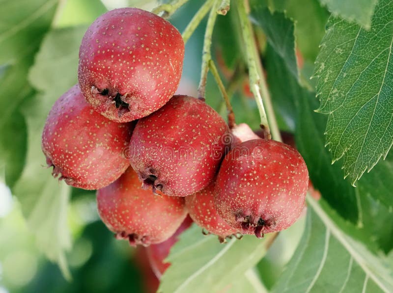 Close up of a bunch of ripe red hawthorn royalty free stock image