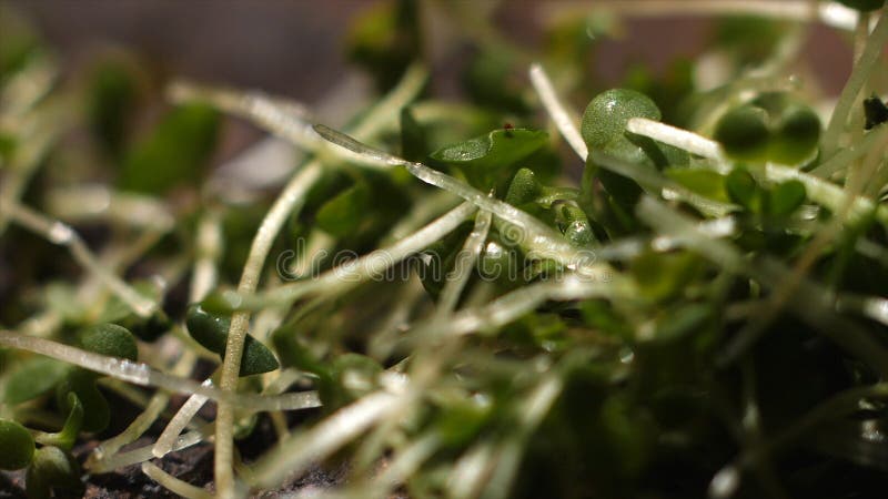 Close-up of bunch of washed fresh green herbs falling on wooden board or table in the kitchen. Stock footage. Greens for royalty free stock photography Close-up of bunch of washed fresh green herbs falling on wooden board or table in the kitchen. Stock footage. Greens for royalty free stock photography