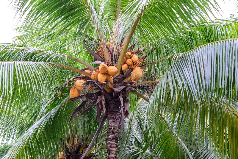 Close Up of Bunch Yellow Coconut on Tree Stock Photo - Image of plant ...