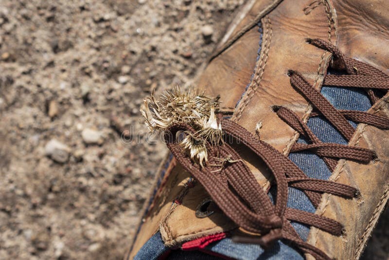 close up burdock arctium seeds sticks to brown shoe 176177873