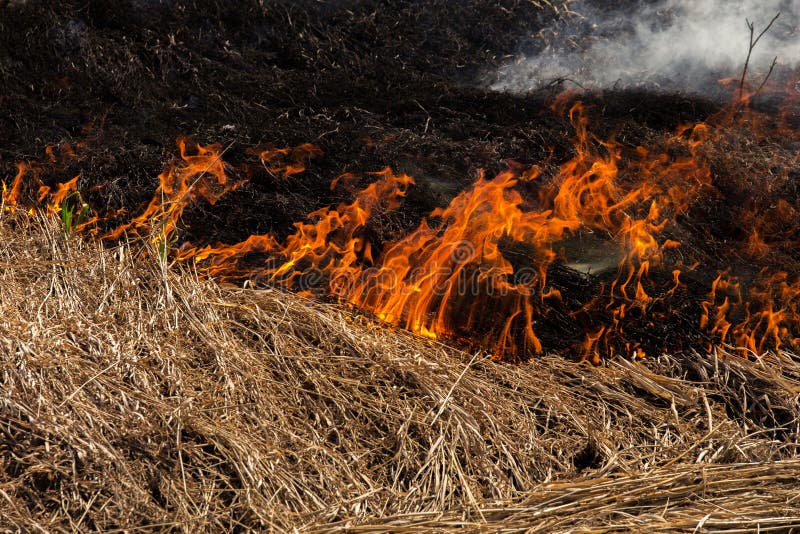 Close up burning straw stock image. Image of black, soil 24485075
